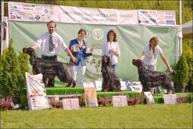 Seter-szkocki-gordon-Kofi-wystawa-grębiszew-scotishcoffee.pl