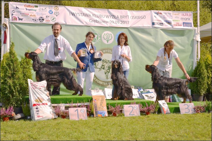 serey szkockie na podium, na wystawie klubu wyżła brytyjskiego, sędzia Ludovica Salamon-scotishcoffee.pl