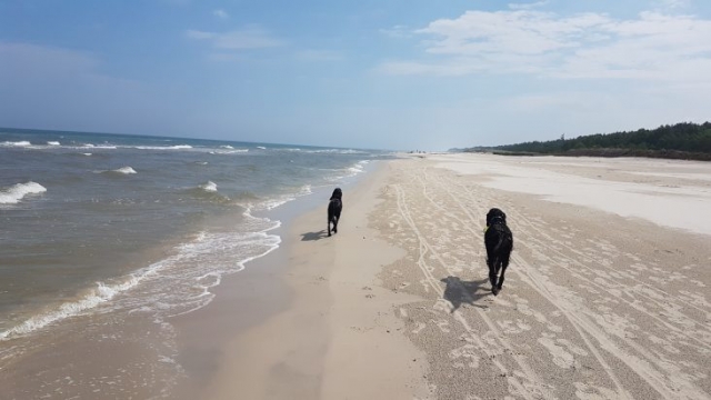 dwa setery szkockie biegną po plaży