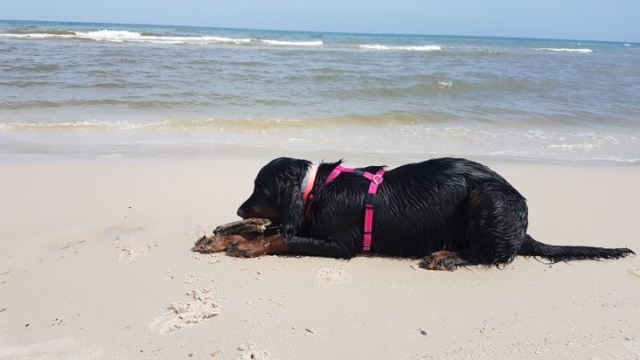 seter szkocki leży na plaży i obgryza patyk