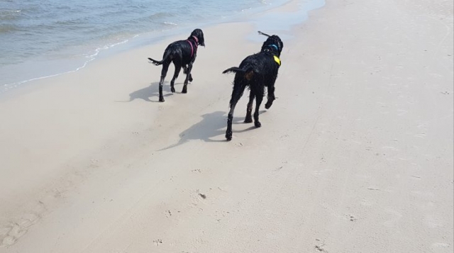 dwa setery szkockie biegną po plaży