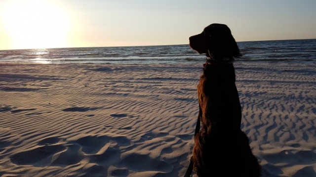 seter szkocki siedzi na plaży i podziwia zachód słońca