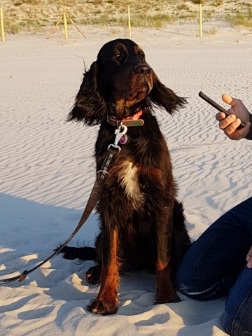 seter szkocki siedzi na plaży