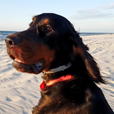 seter szkocki siedzi na plaży