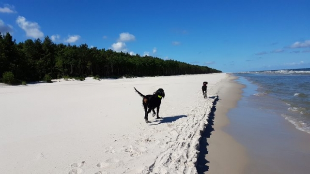 dwa setery szkockie biegną po plaży