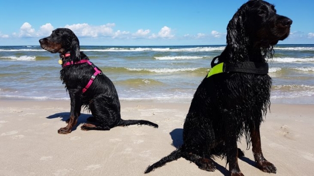 dwa mokre setery szkockie siedzą na plaży