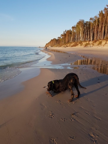 seter szkocki na plaży