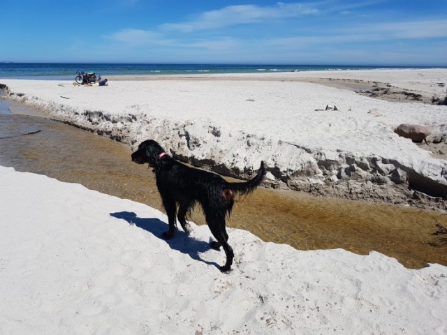 seter szkocki gordon spaceruje po plaży