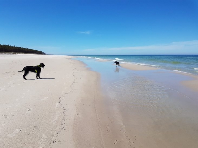 setery szkockie biegają po plaży