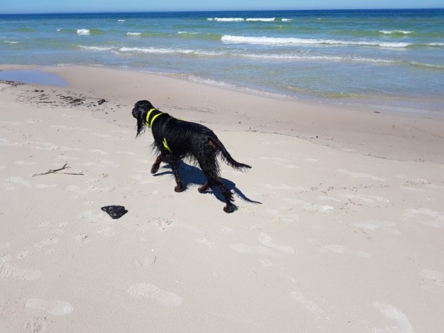 seter szkocki gordon spaceruje po plaży