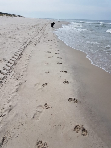 seter szkocki gordon spaceruje po plaży