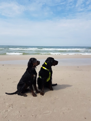 mokre setery gordony siedzą na plaży