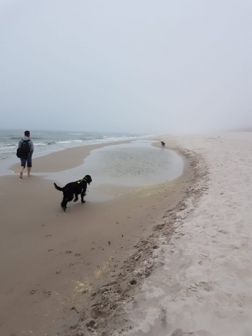 setery szkockie gordony spacerują po plaży we mgle