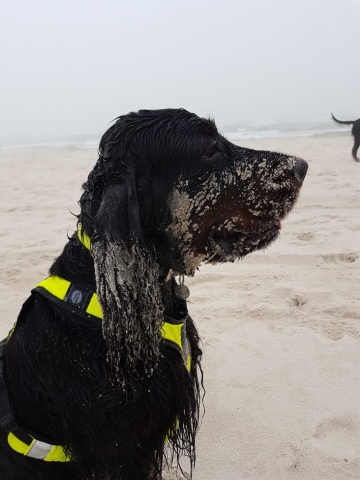 mokry i zapiaszczony seter szkocki gordon siedzi na plaży