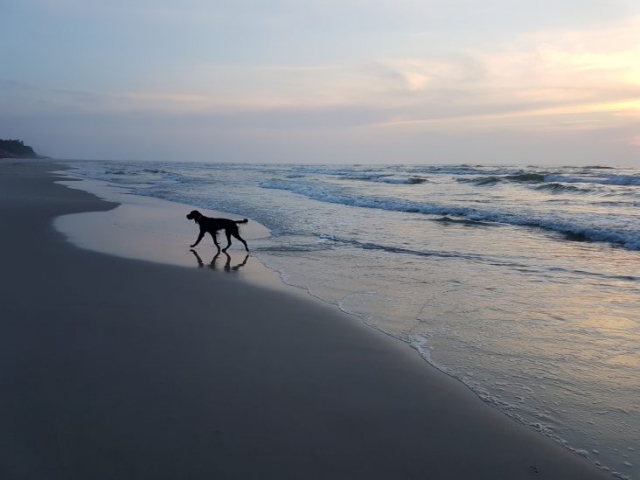 zachód słońca - seter szkocki gordon spaceruje po plaży