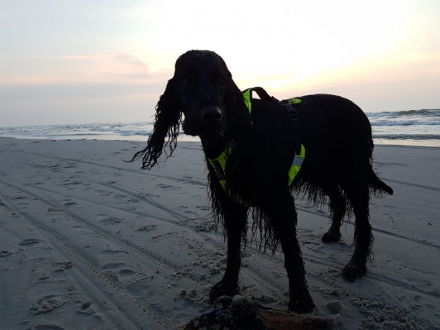 zachód słońca - seter szkocki gordon spaceruje po plaży